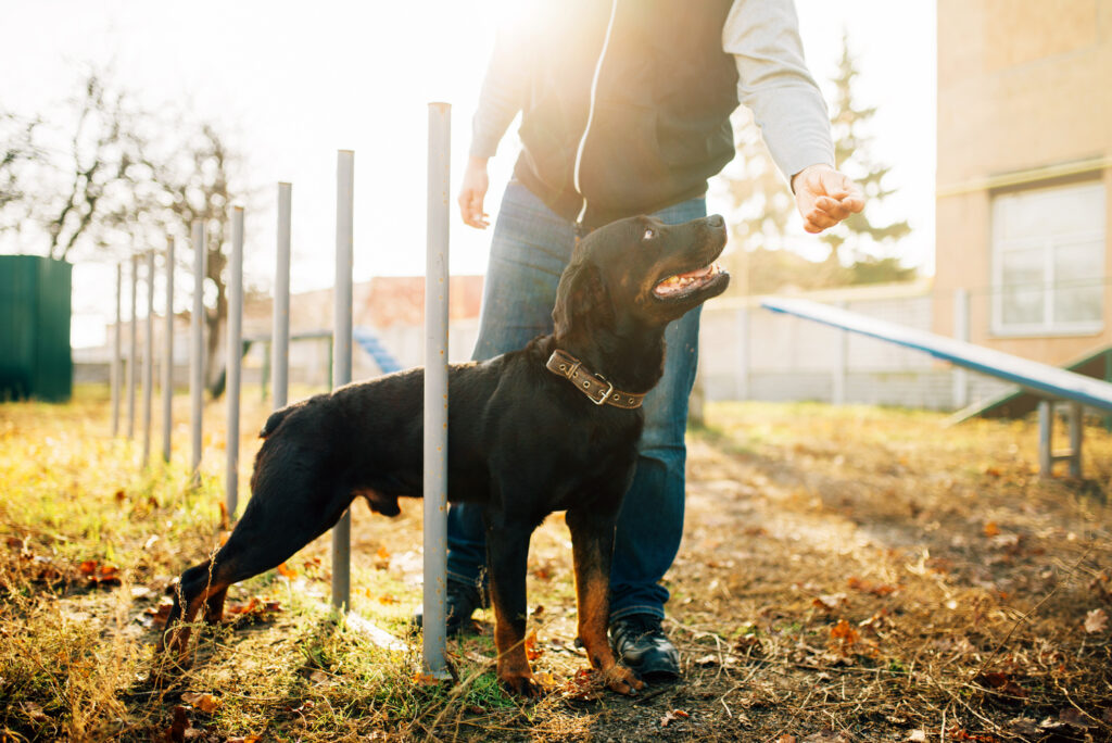 Online Hunde Training