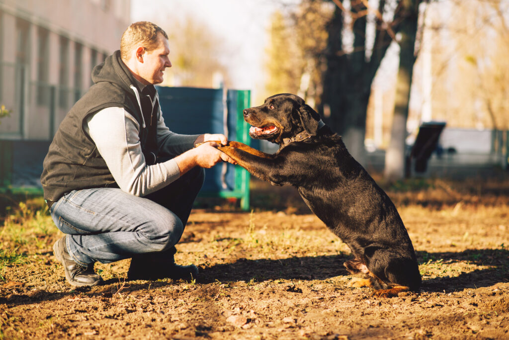 Hundeschule Erfolg